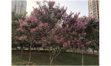 夏秋季節(jié)，錫城首次驚現(xiàn)紫薇花開(kāi)美景